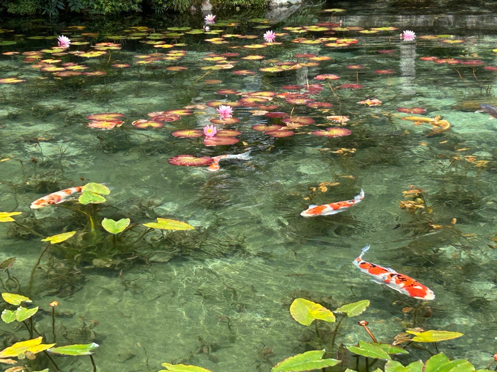 名もなき池