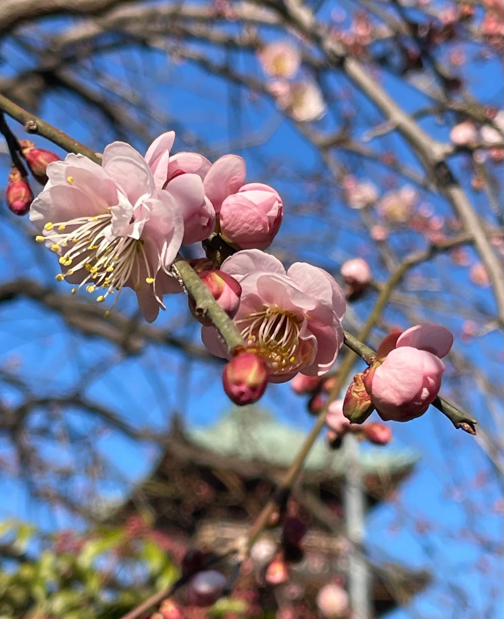 まっちゃんと歩けば VII …… 13137