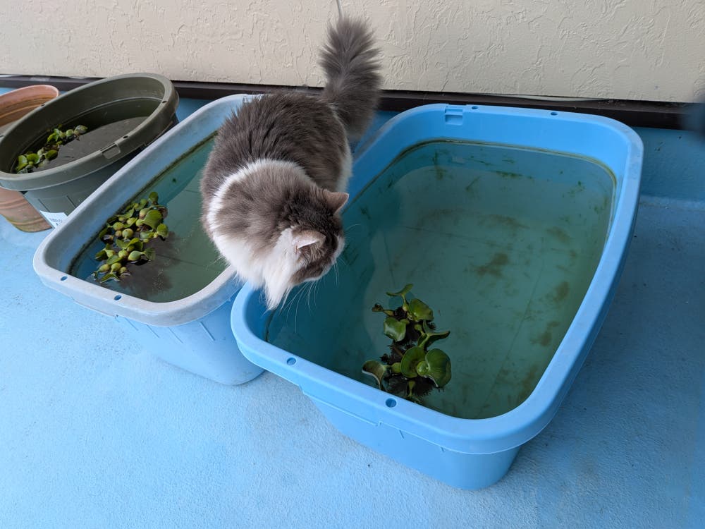 メダカが気になるハナ