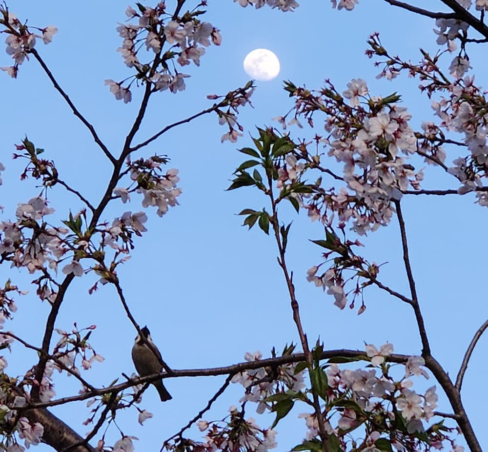 夕暮れ