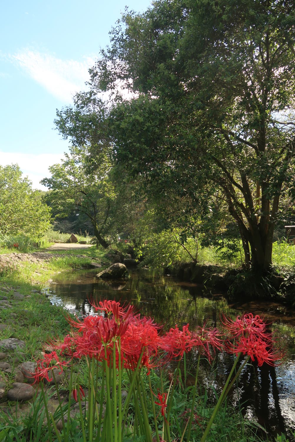 小川沿いの彼岸花