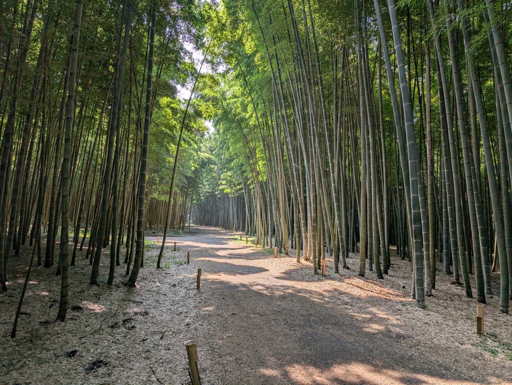 竹やぶ