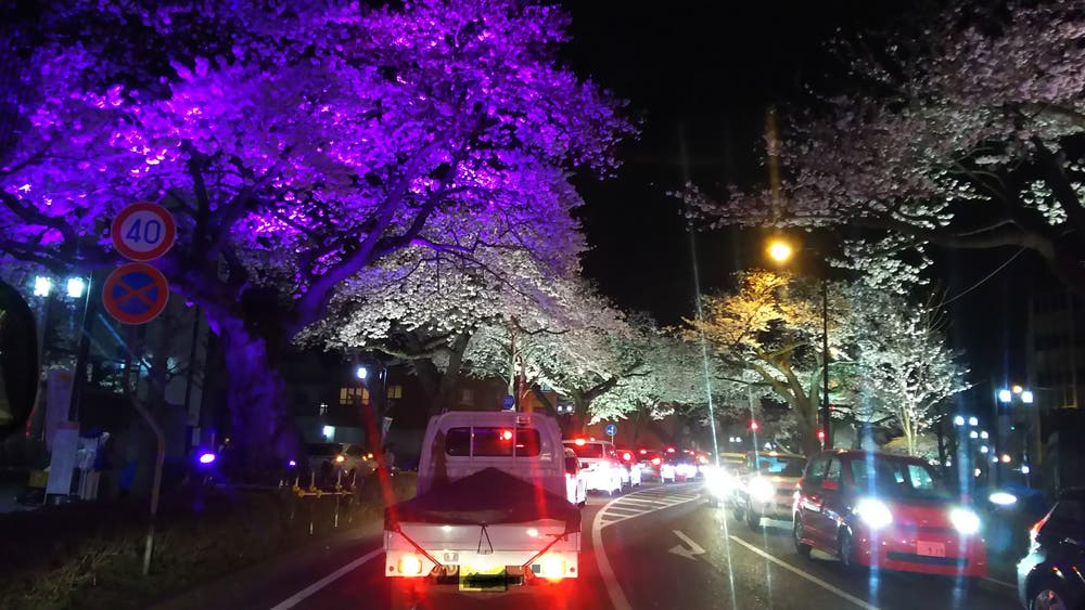 桜祭りの夜