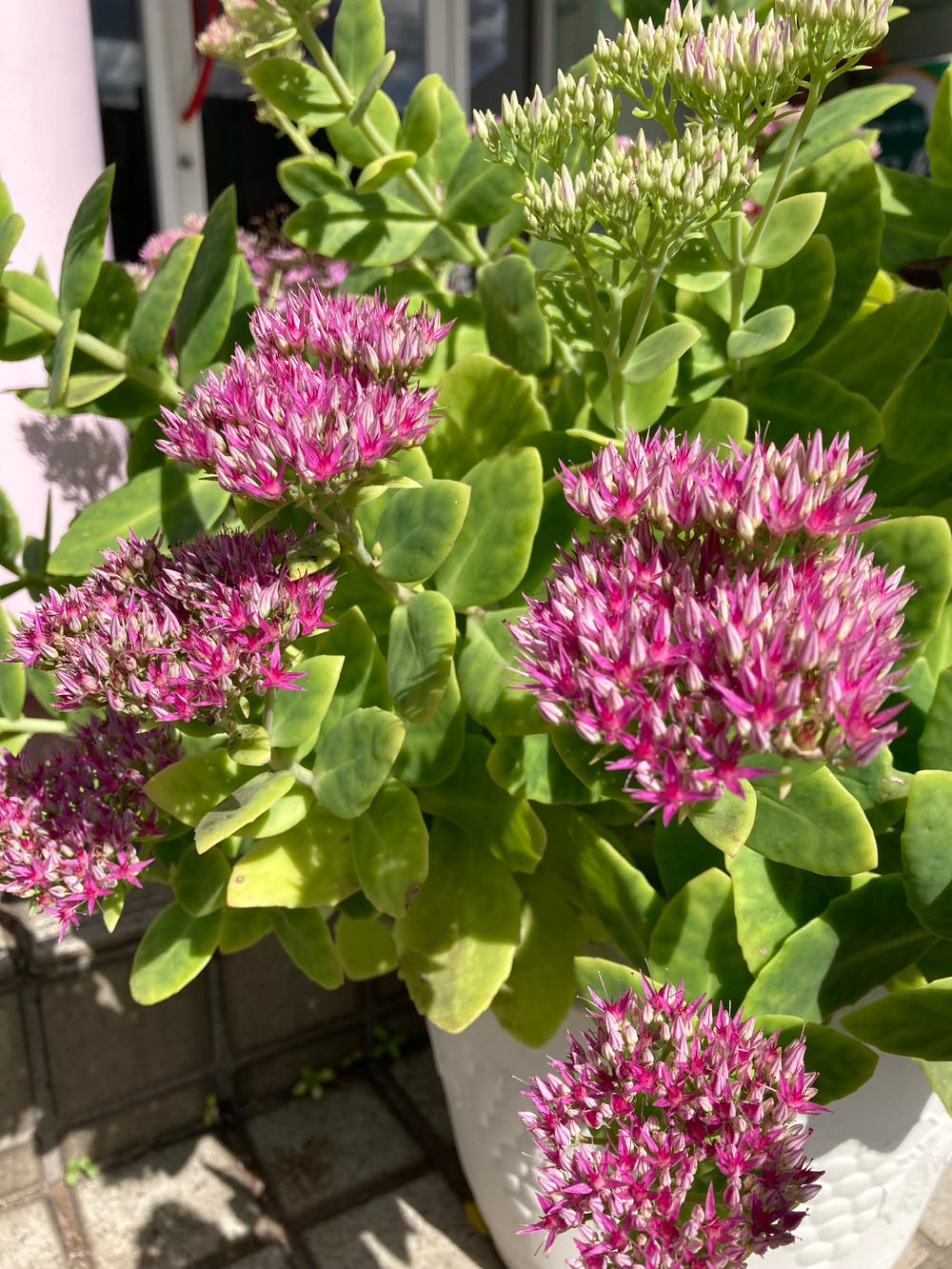 オオベンケイソウ