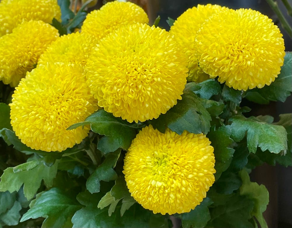 まっちゃんと歩けば VII …… 12926