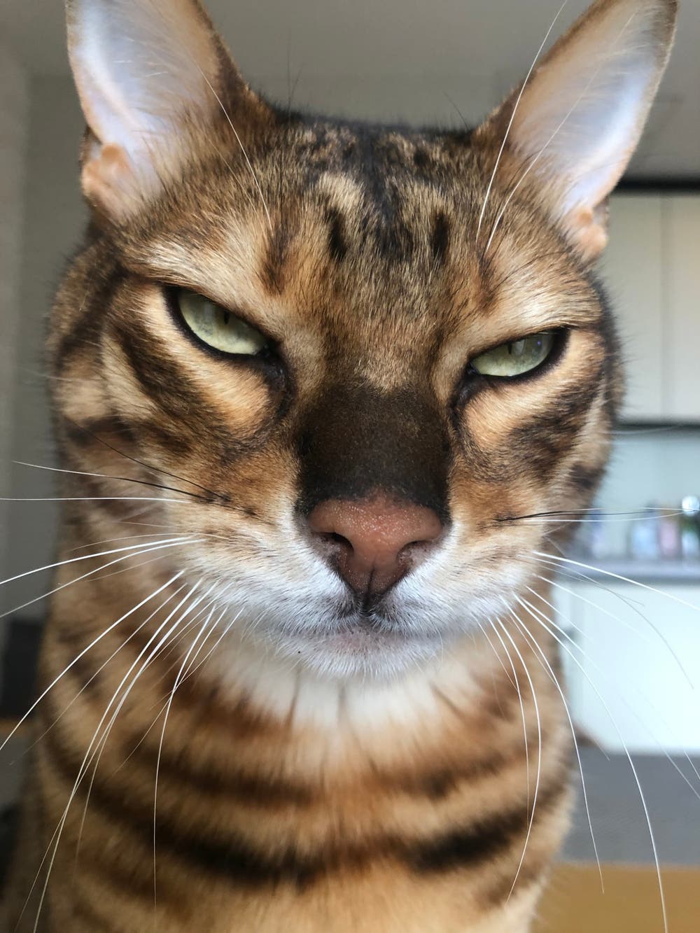 写真 謎の変顔 猫会長 小説投稿エブリスタ
