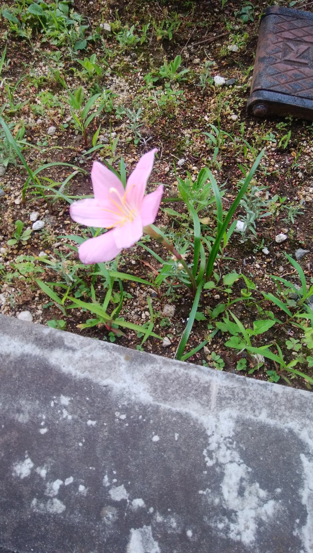 集合住宅の花壇の花🌿