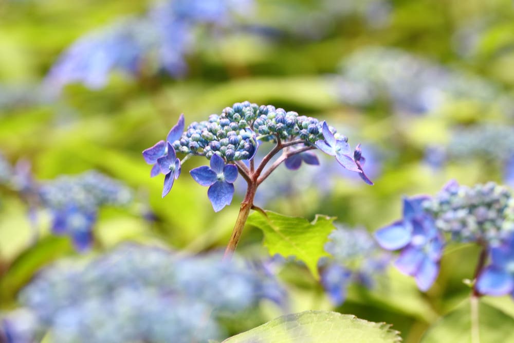 写真 ヤマアジサイ 七変化 はじめ 小説投稿エブリスタ