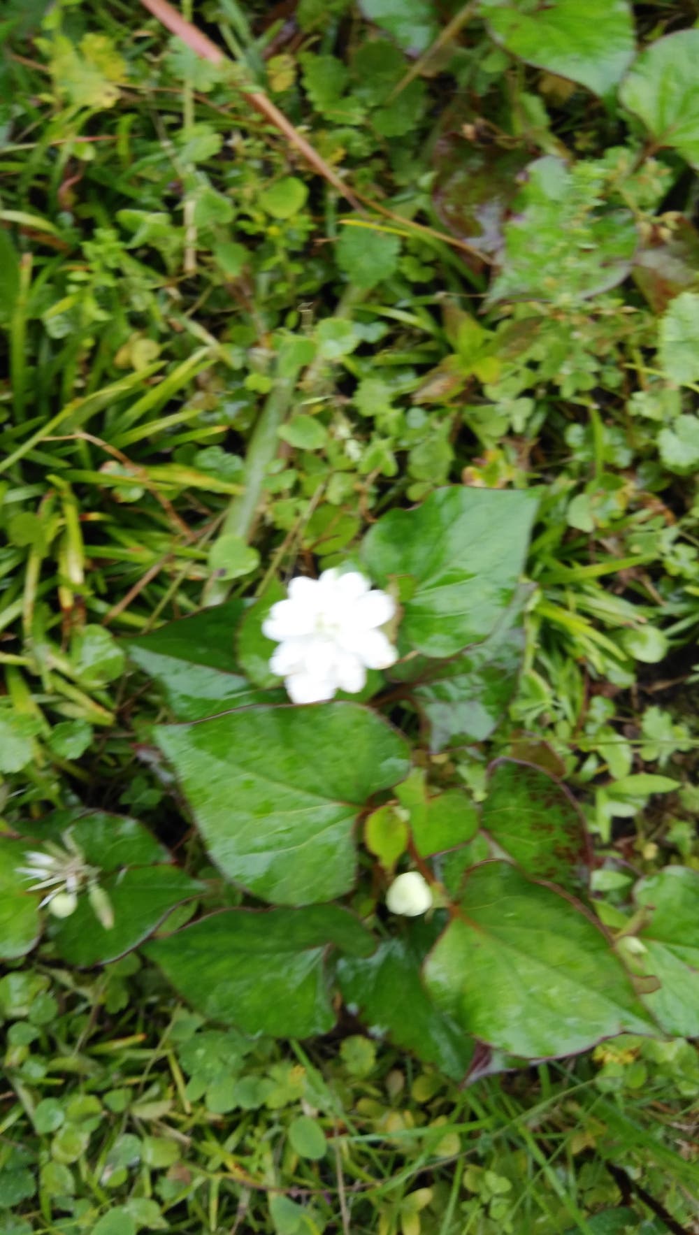 イラスト ドクダミの八重の花 南国乙女 小説投稿エブリスタ