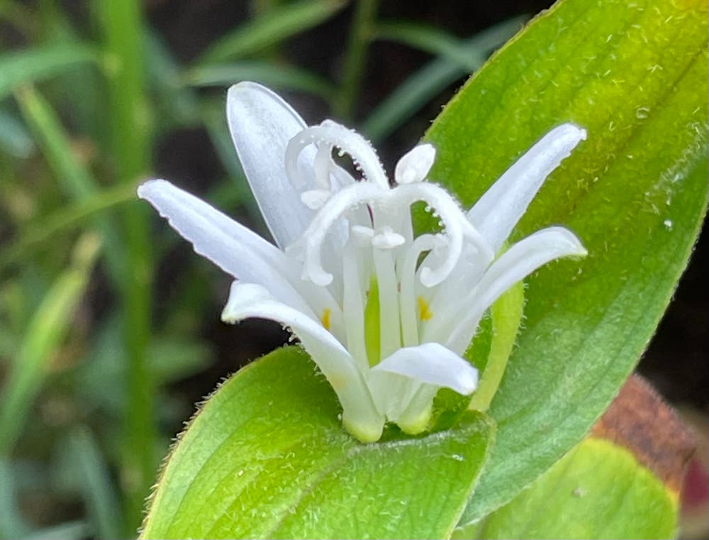 まっちゃんと歩けば VII …… 12921