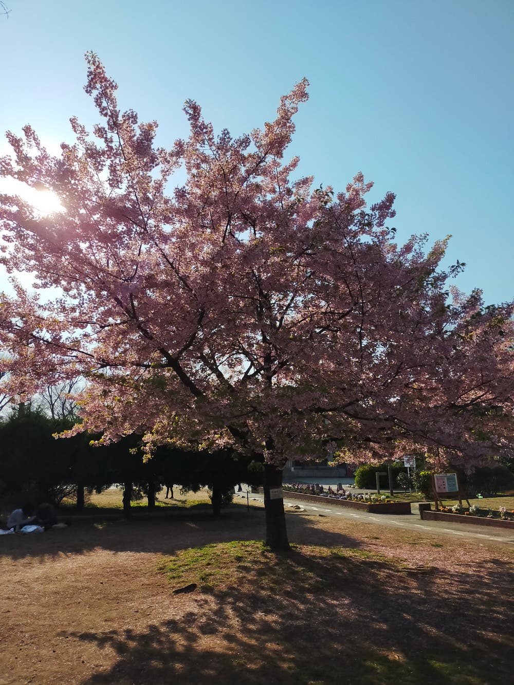 河津桜