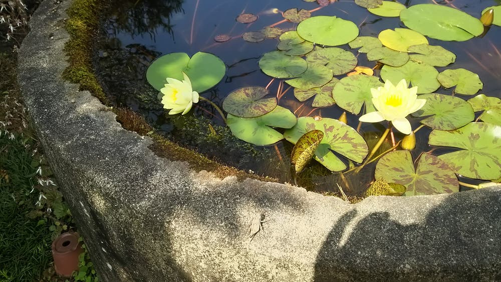 水仙さいてたよ。()