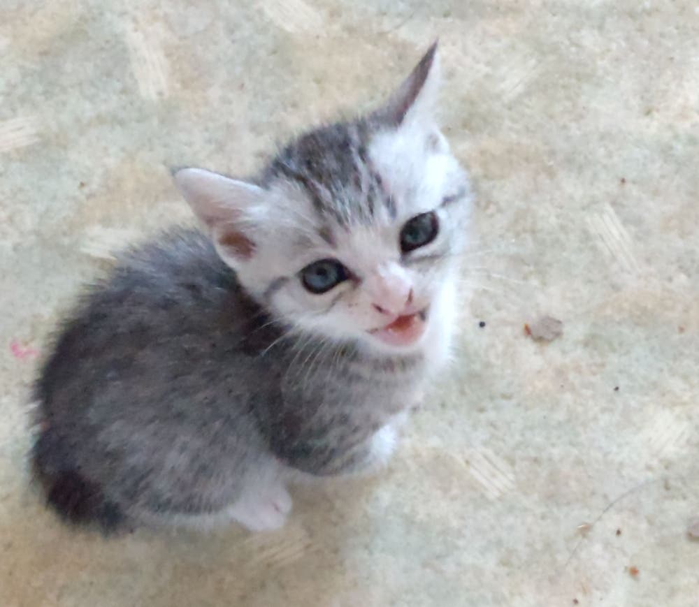 ニコっと微笑みの千代ちゃん