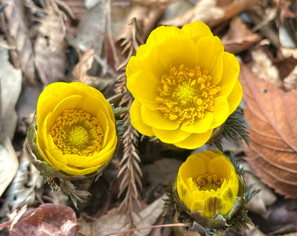 まっちゃんと歩けば VII …… 13140