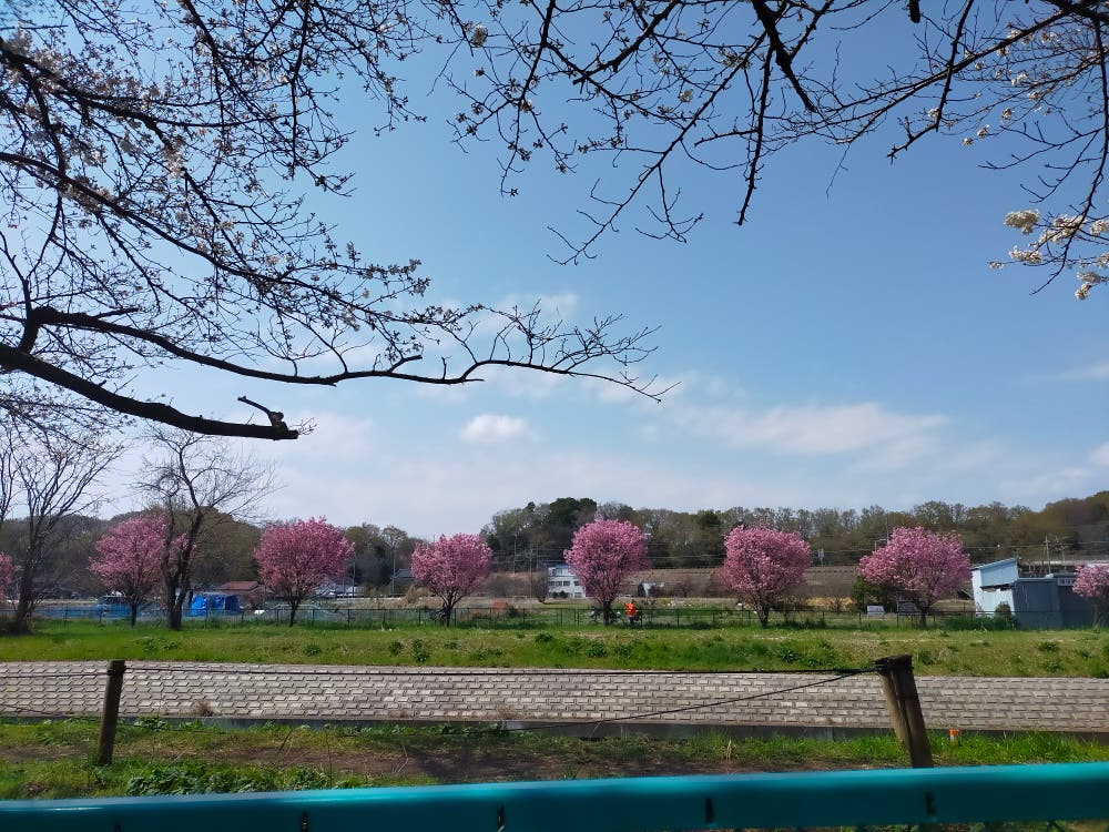 陽光桜