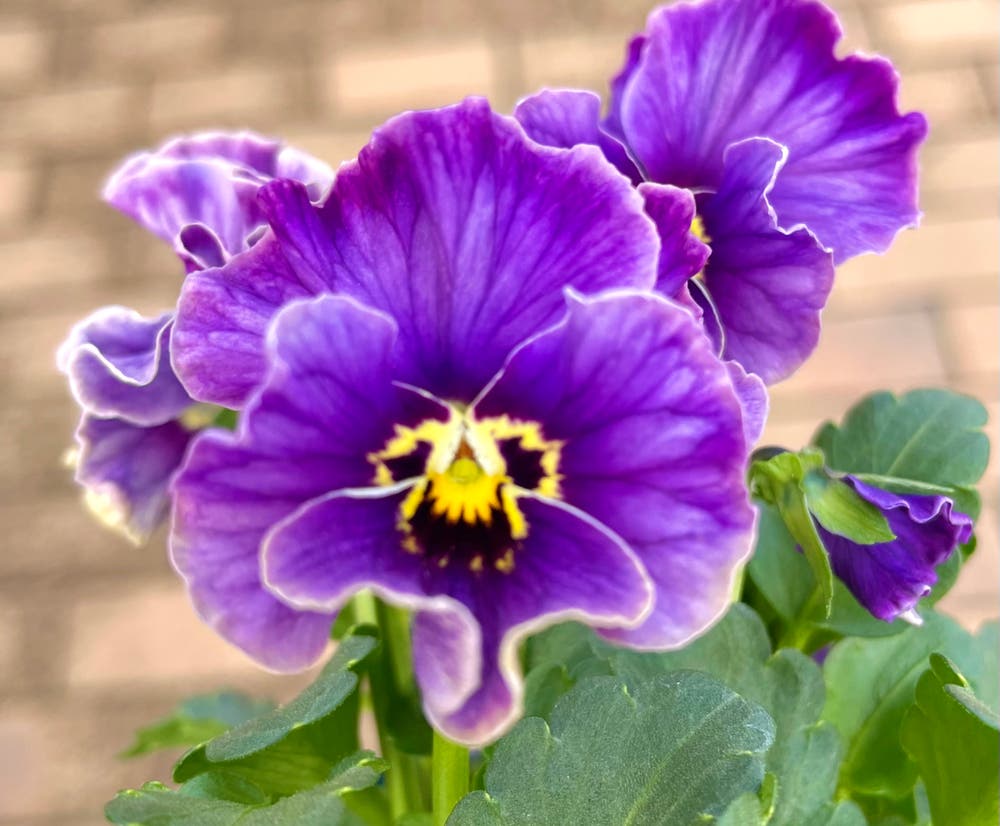 まっちゃんと歩けば VII …… 13034