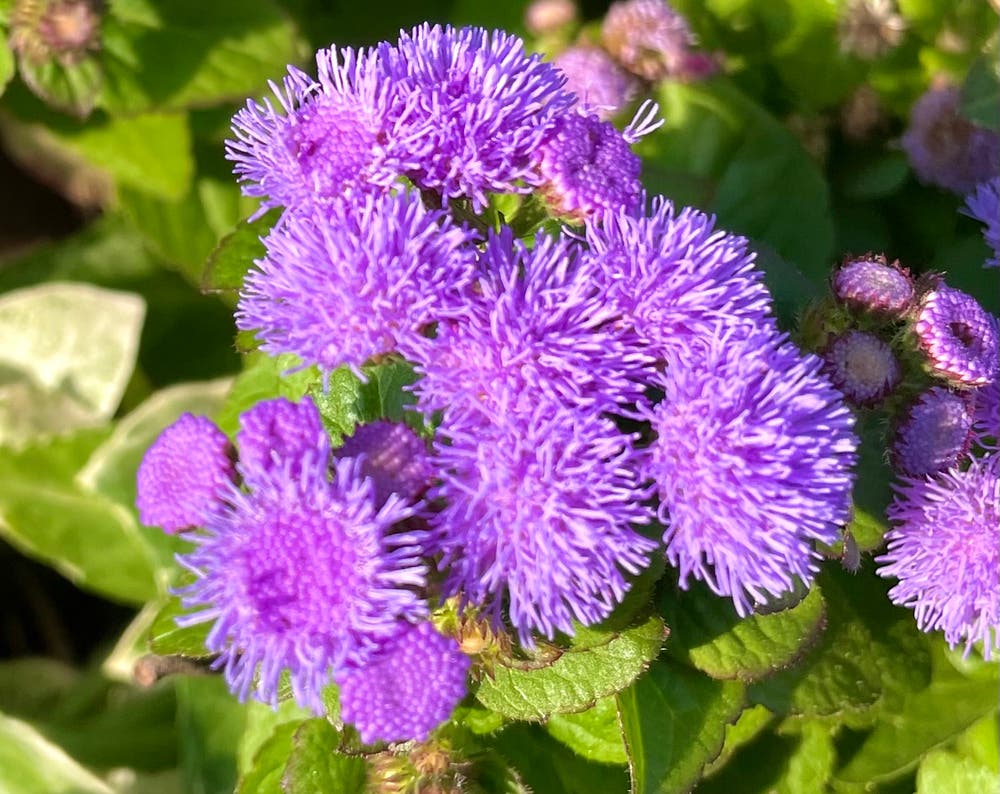 まっちゃんと歩けば VII …… 12995