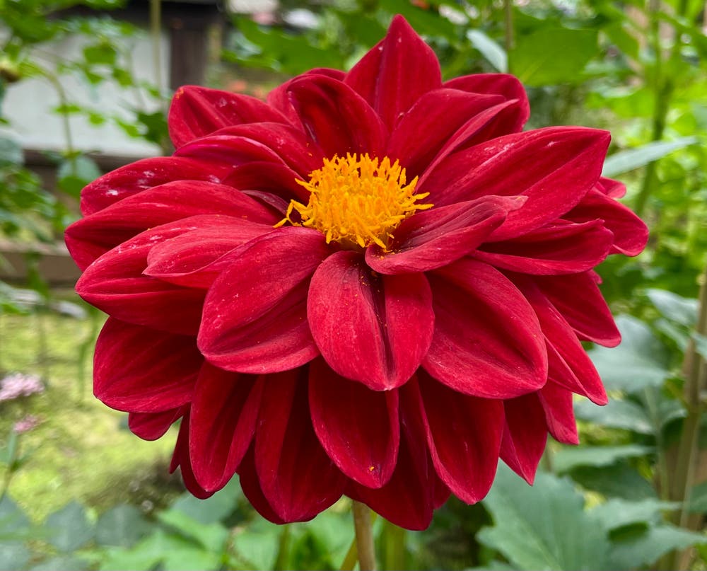 まっちゃんと歩けば VII …… 13032