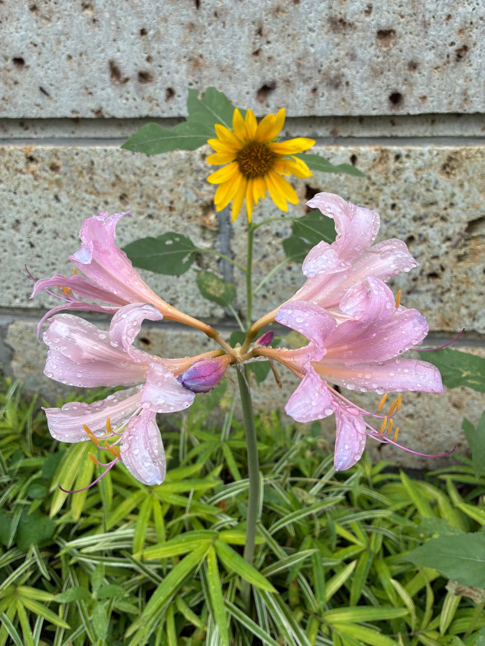 夏水仙とミニひまわり