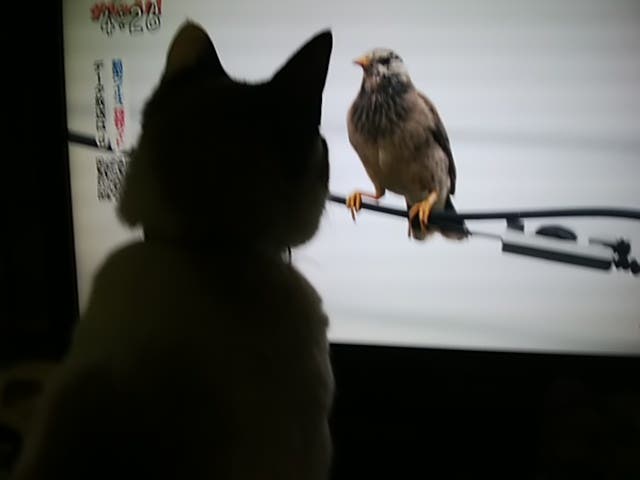 画面から離れて見て下さい(ΦωΦ)