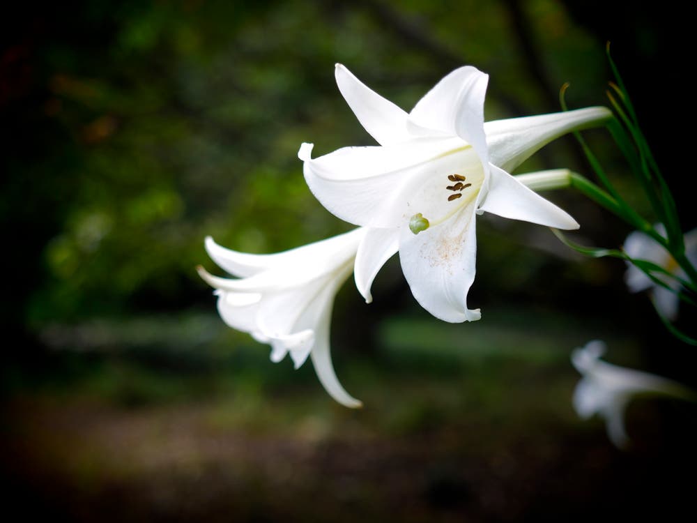 【写真】シラユリ｜ウタノヤロク 小説投稿エブリスタ