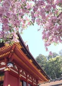 Cherry Blossom 恋愛小説 砂樹あきら 小説投稿エブリスタ