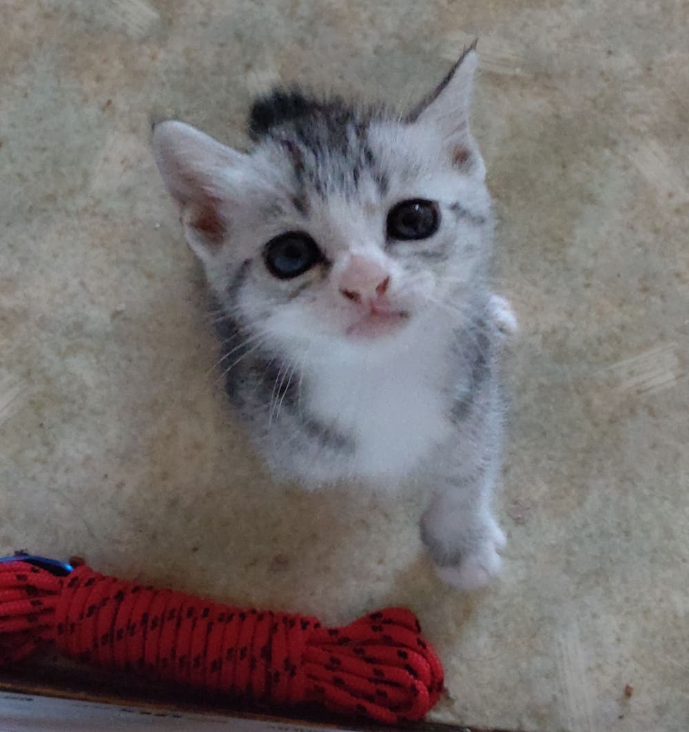 命名・千代ちゃん