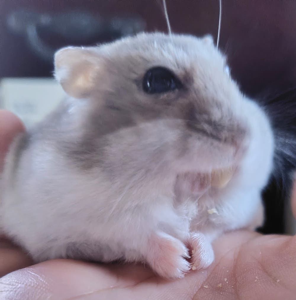 触覚２‪🐹