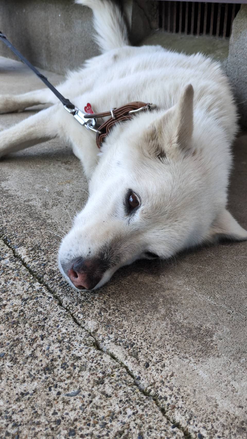ハルちゃん🐶