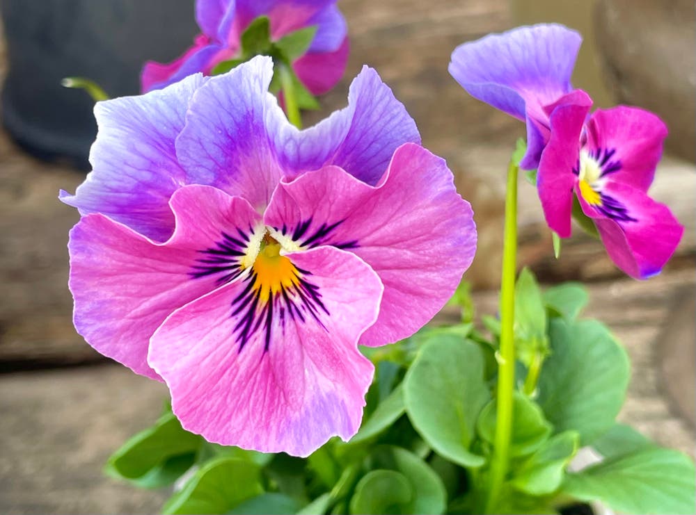 まっちゃんと歩けば VII …… 13043