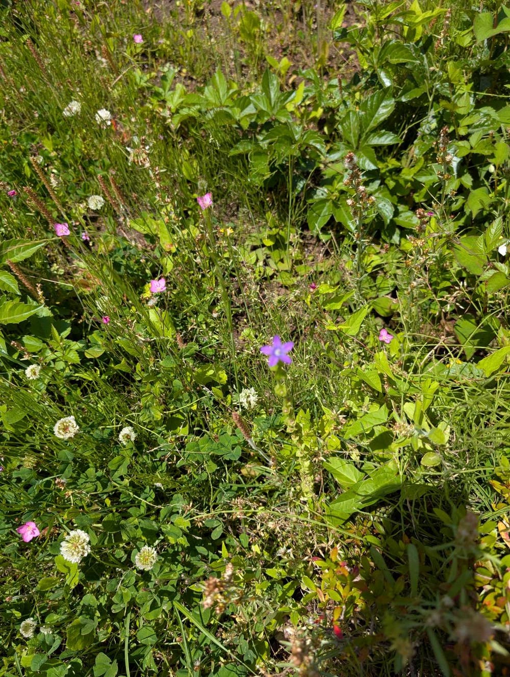 周辺の草花🌿