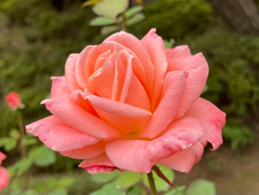 まっちゃんと歩けば VII …… 12994