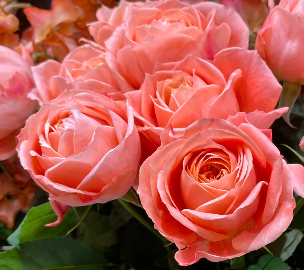 まっちゃんと歩けば VII …… 13136