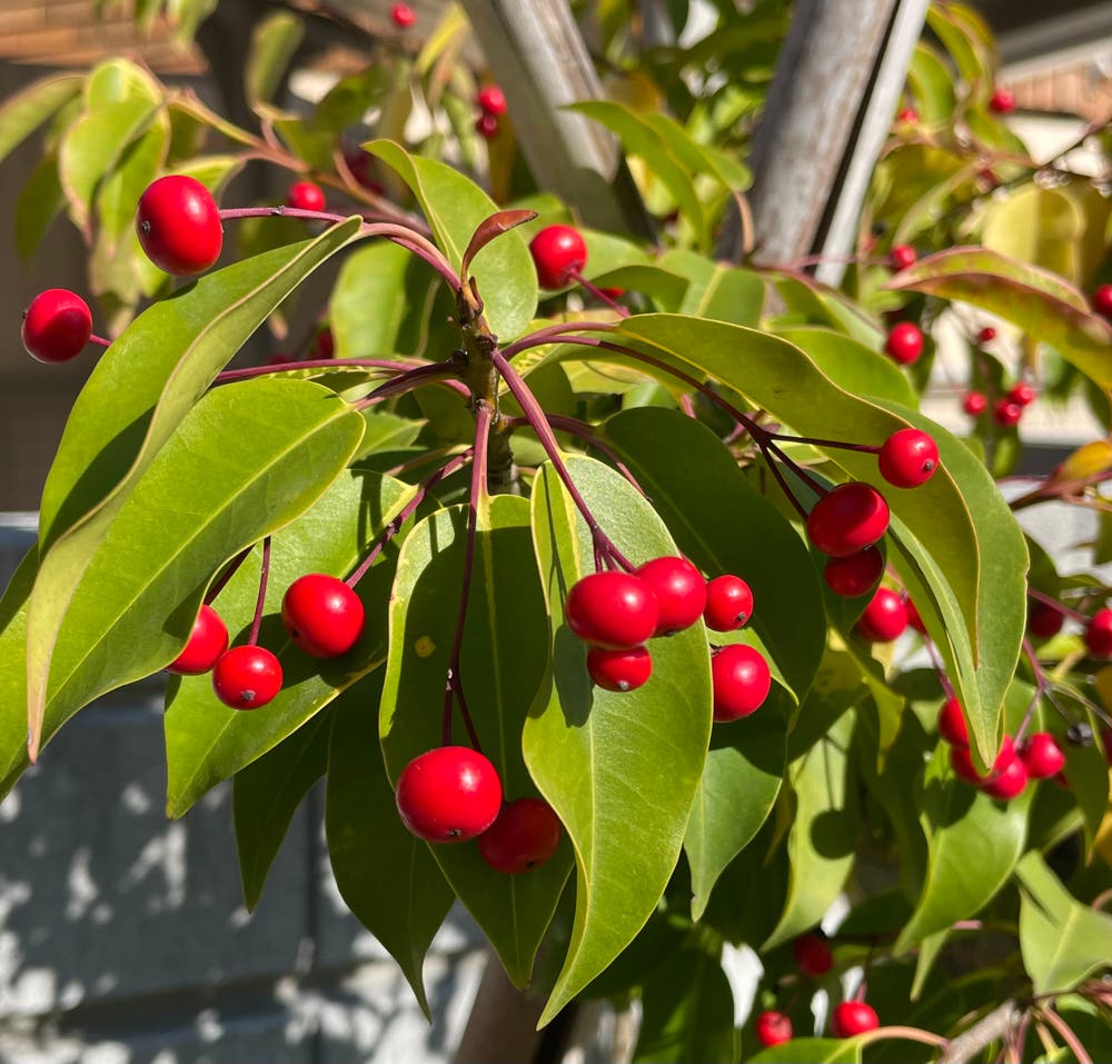 まっちゃんと歩けば VII …… 13000