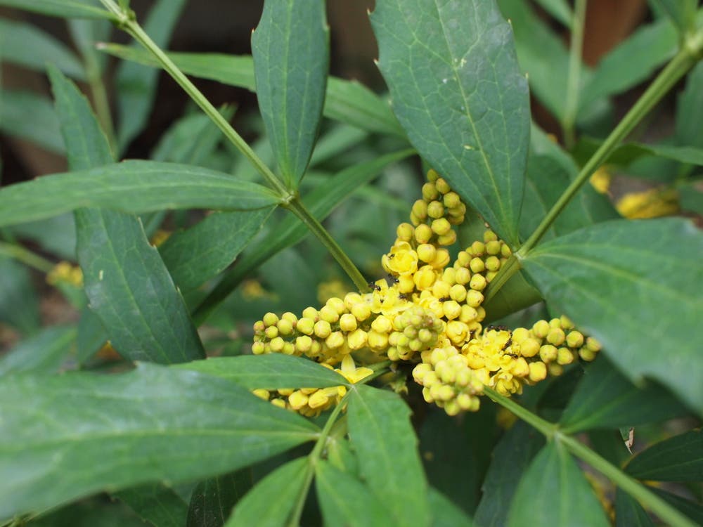 ホソバヒイラギナンテン