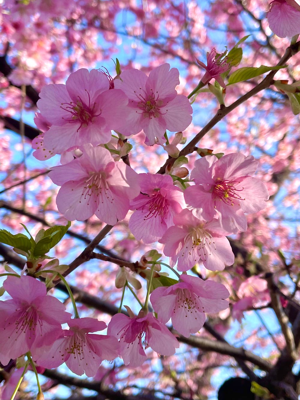 まっちゃんと歩けば VII …… 13175