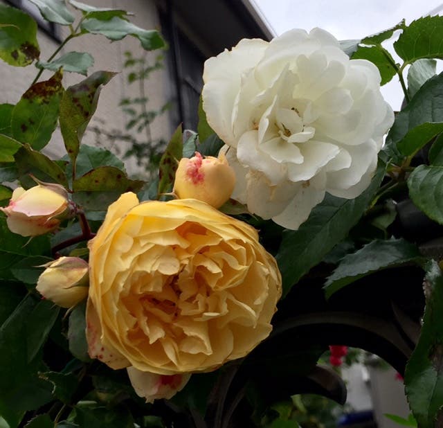 まっちゃんと歩けば… 2316