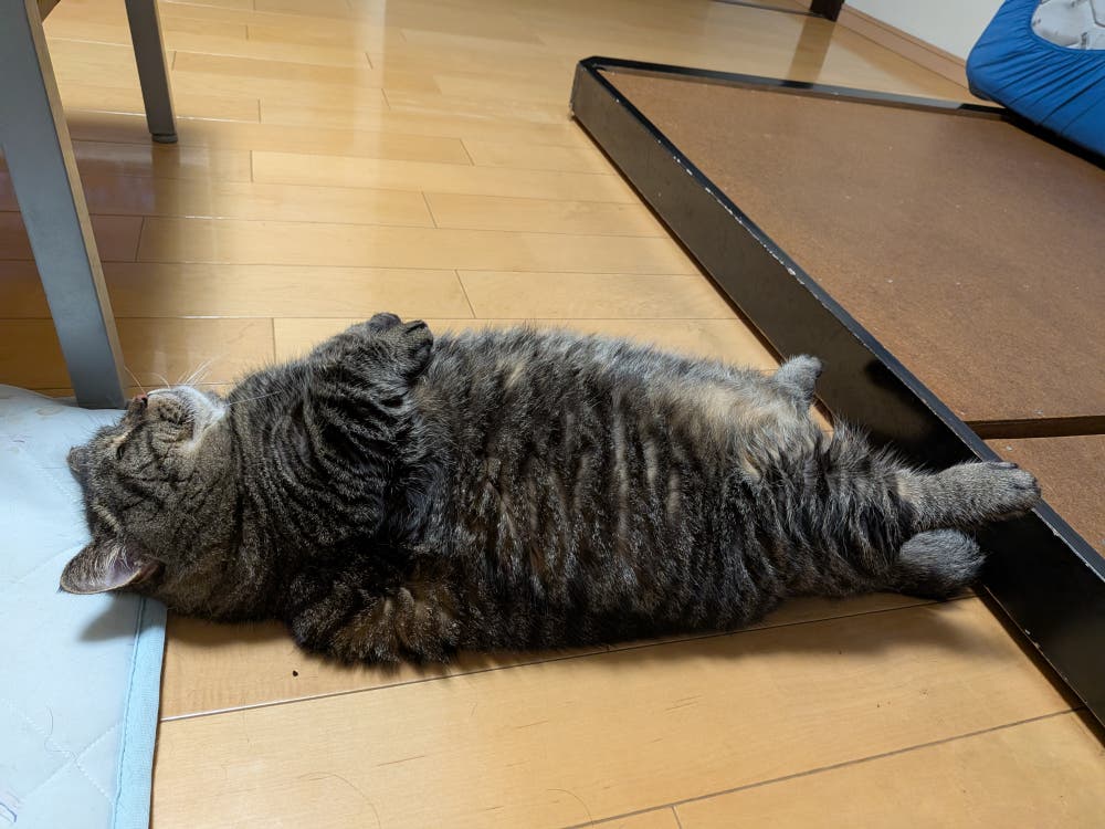 ほぼトトロ