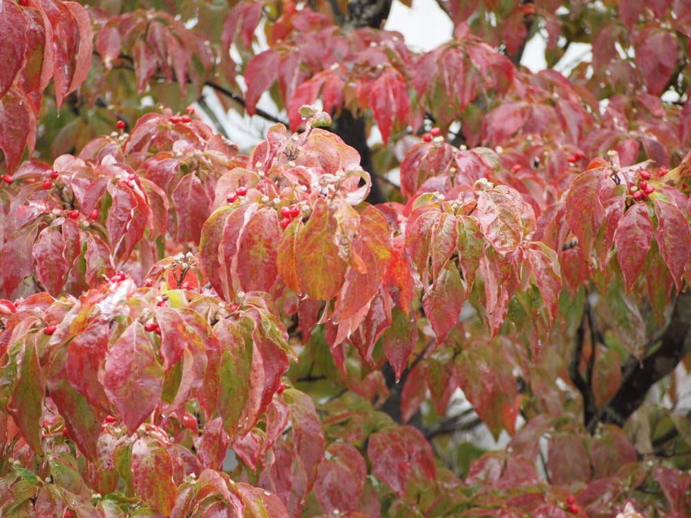 ハナミズキの紅葉
