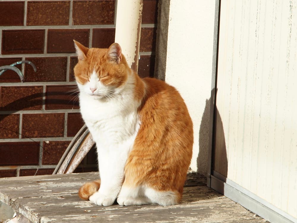 座って、うとうと