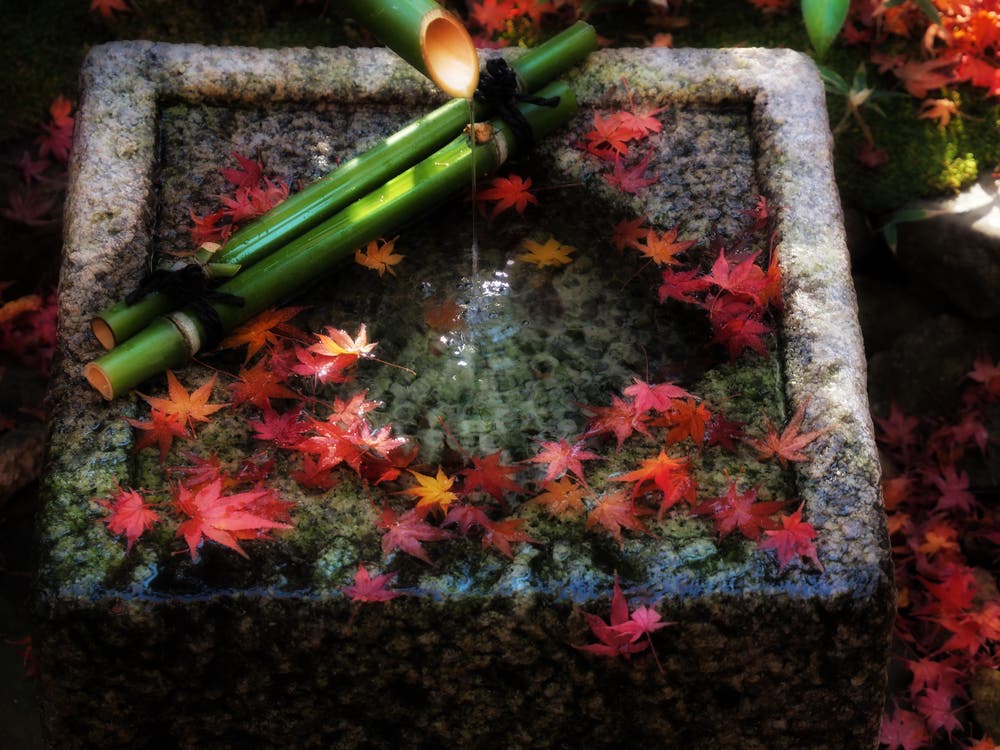 芳松庵の紅葉①