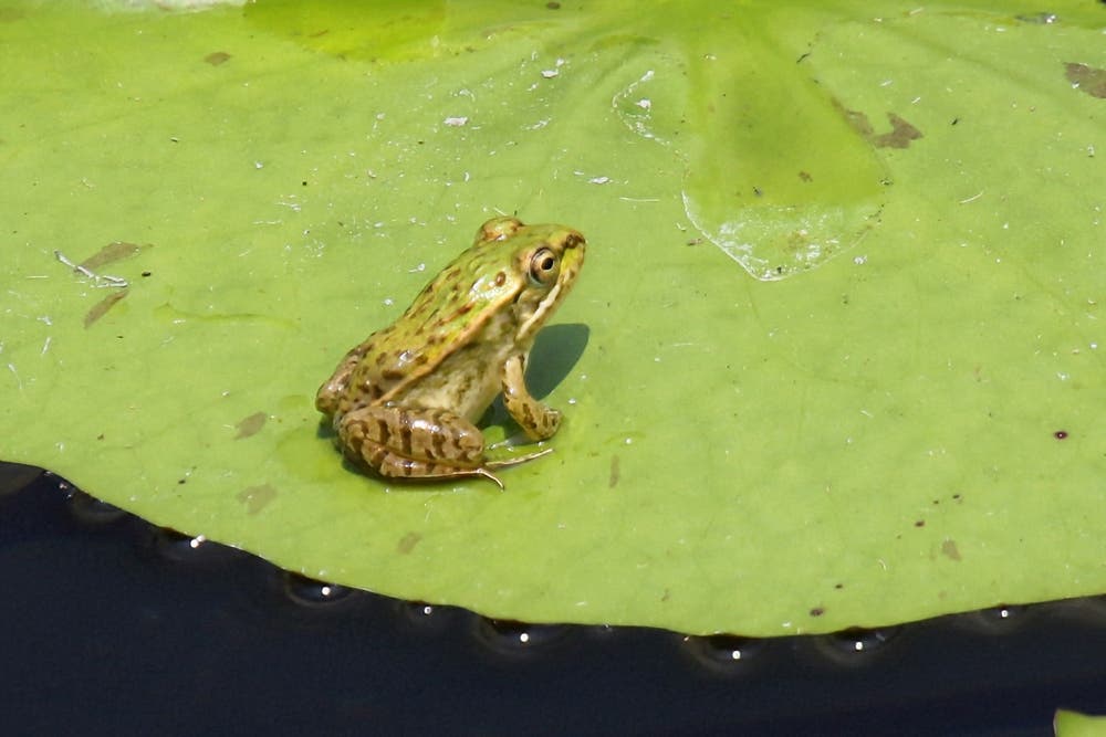 トノサマガエル