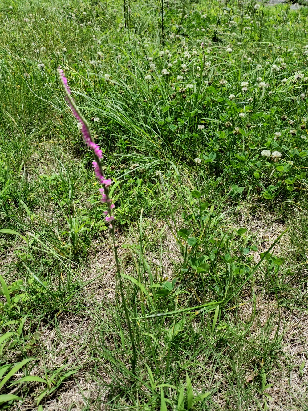 集合住宅の草花🌿
