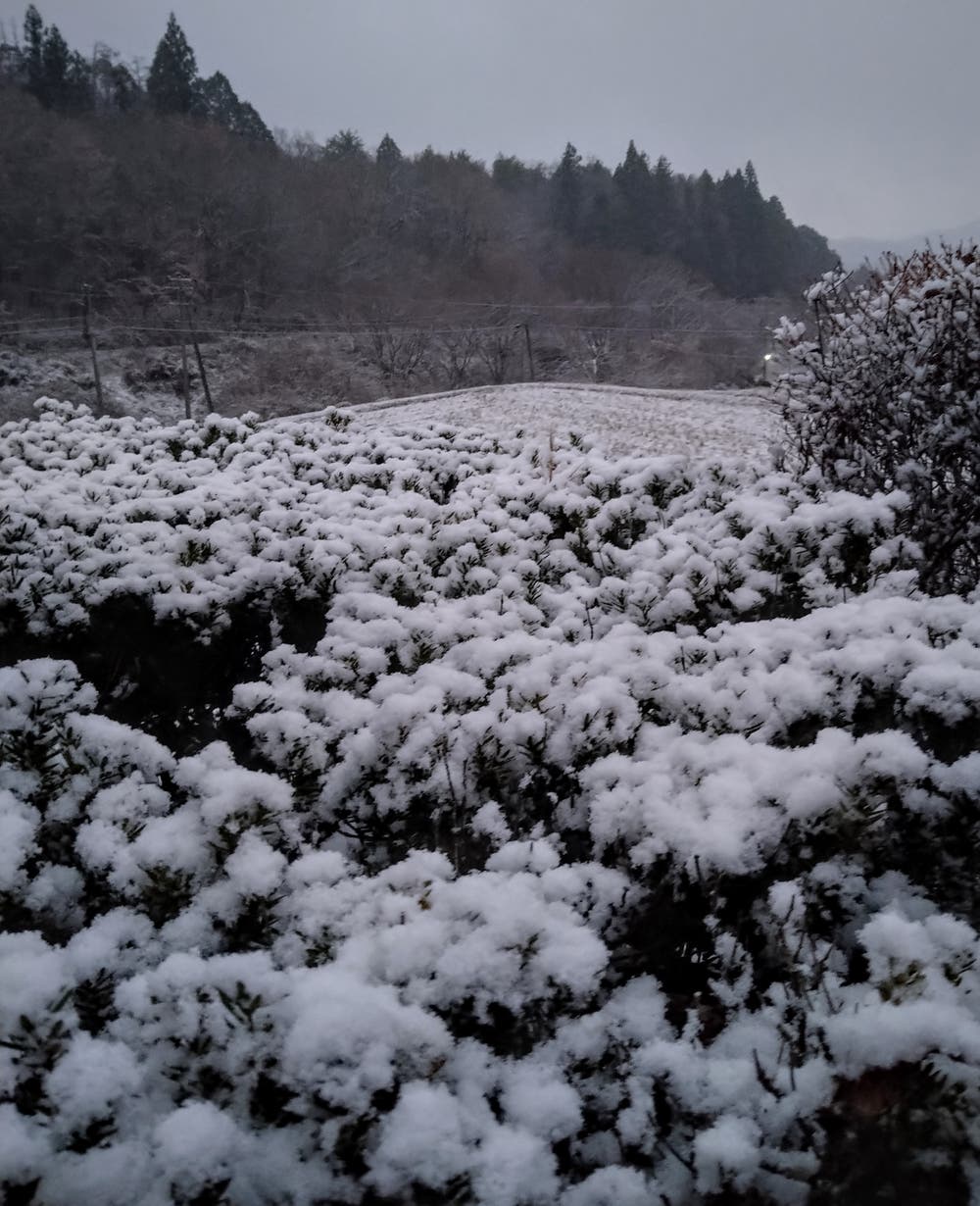 今シーズン初雪🌨️