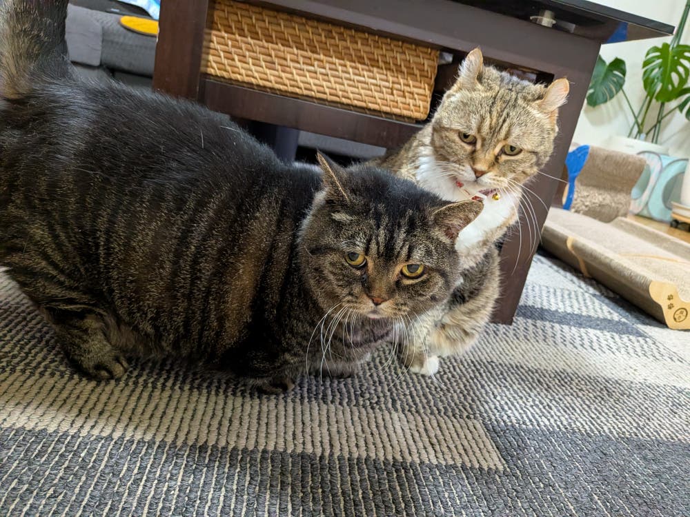 たま＆たらこ
