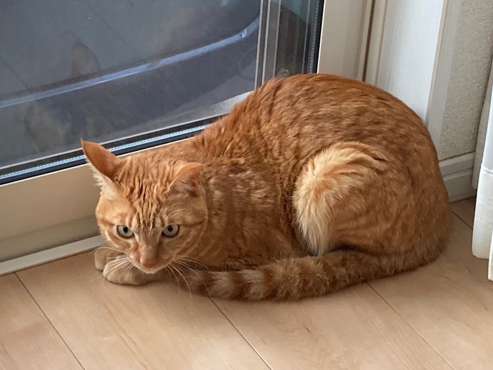 猫の日❣️