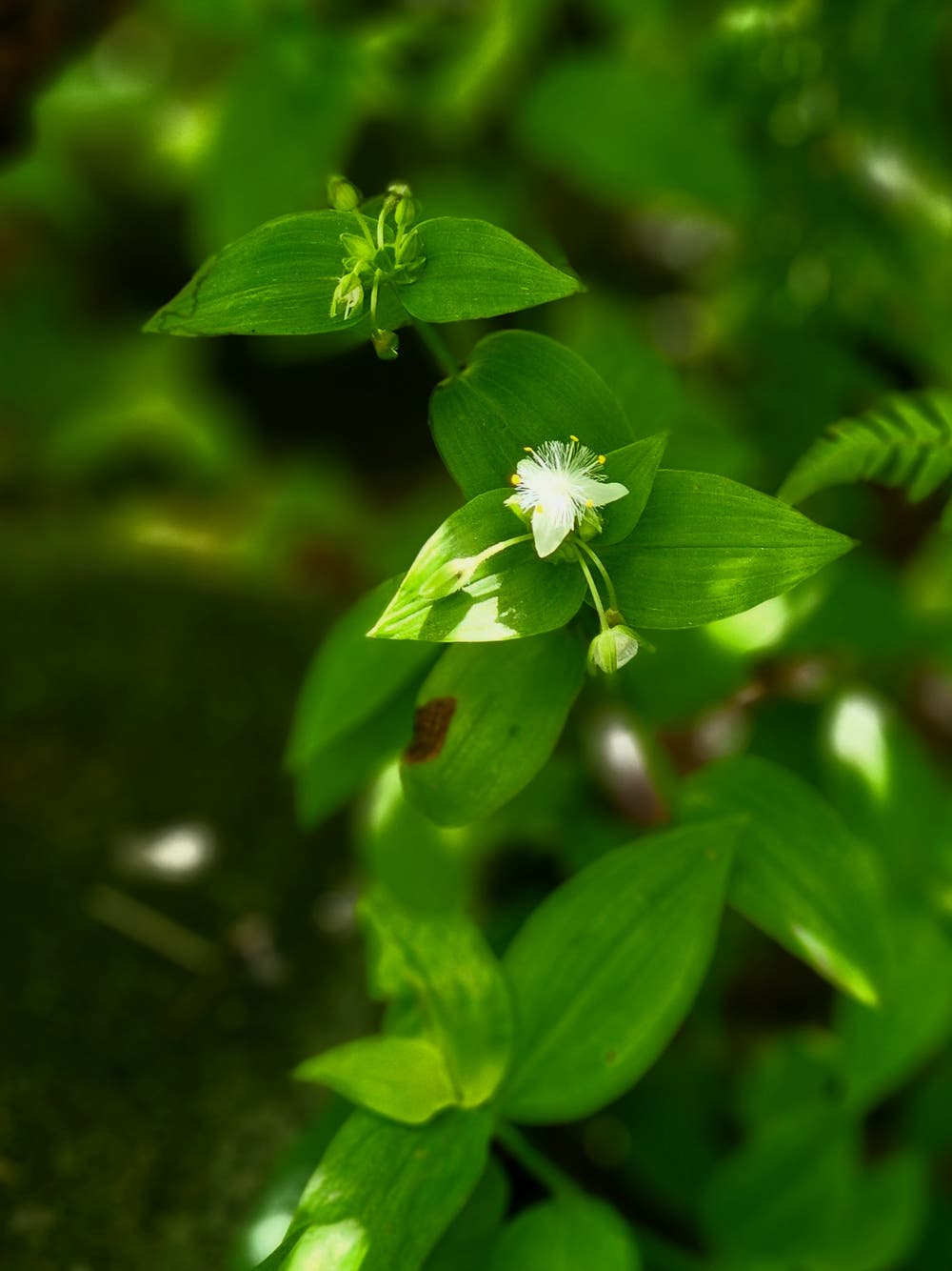 常磐露草