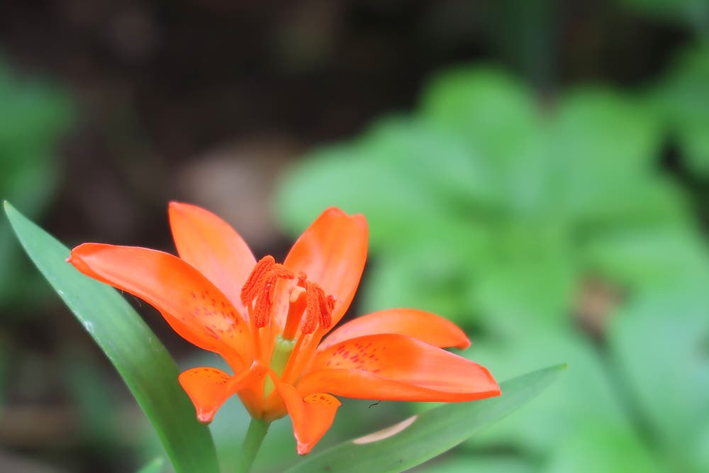 写真 姫百合 ヒメユリ ちゃーぞー 小説投稿エブリスタ 写真 姫百合 ヒメユリ ちゃーぞー 小説投稿エブリスタ