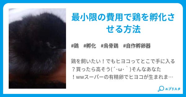 お金をかけずに鶏の卵を孵化させる方法 みじんこ 小説投稿エブリスタ